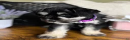 Miniature Schnauzer dogs for sale: Rosie - Ad 10