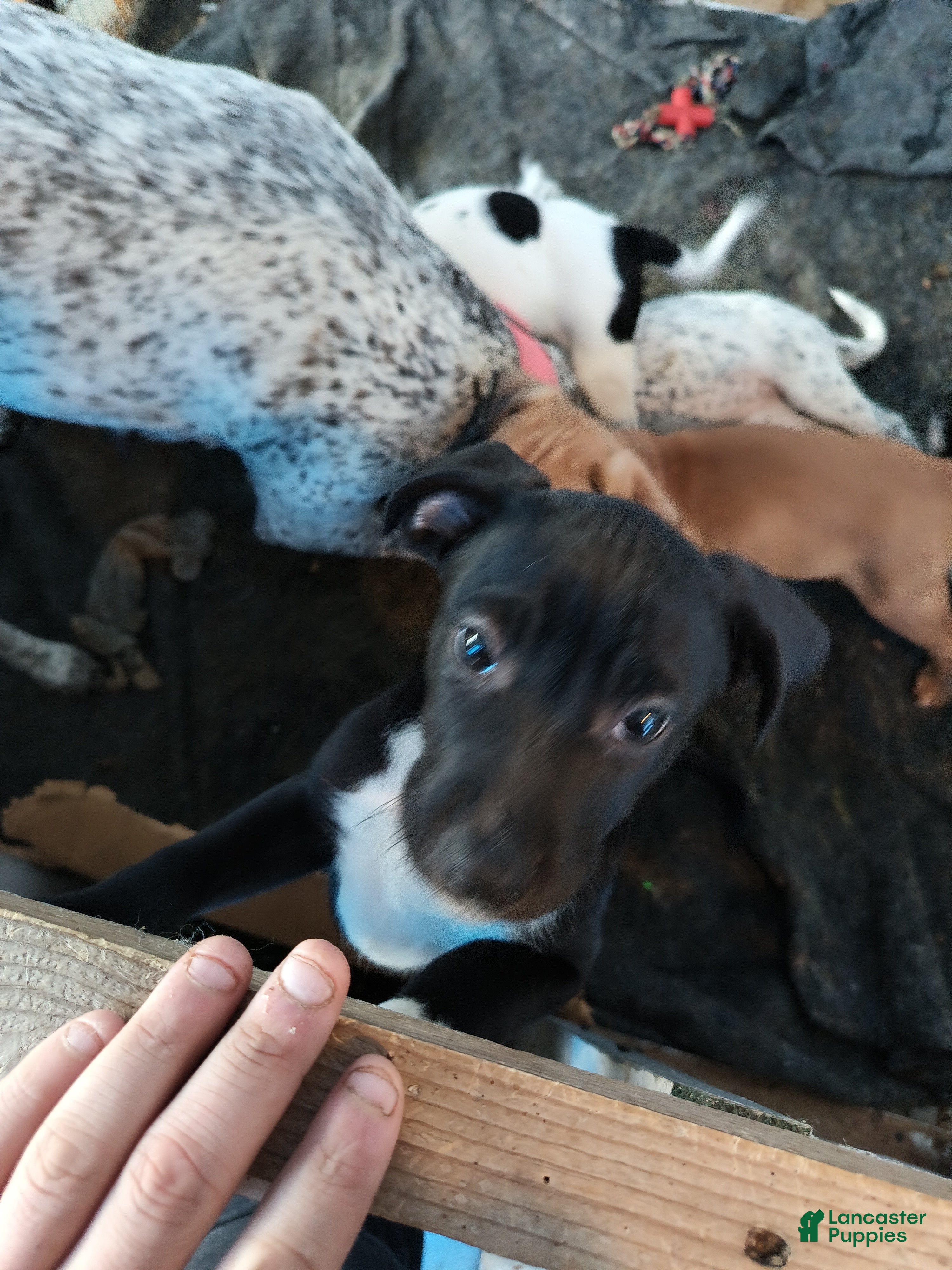 Mixed Breed dogs Aphrodite - Ad 12