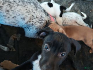 Mixed Breed dogs Aphrodite - Ad 5