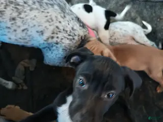 Mixed Breed dogs Aphrodite - Ad 3