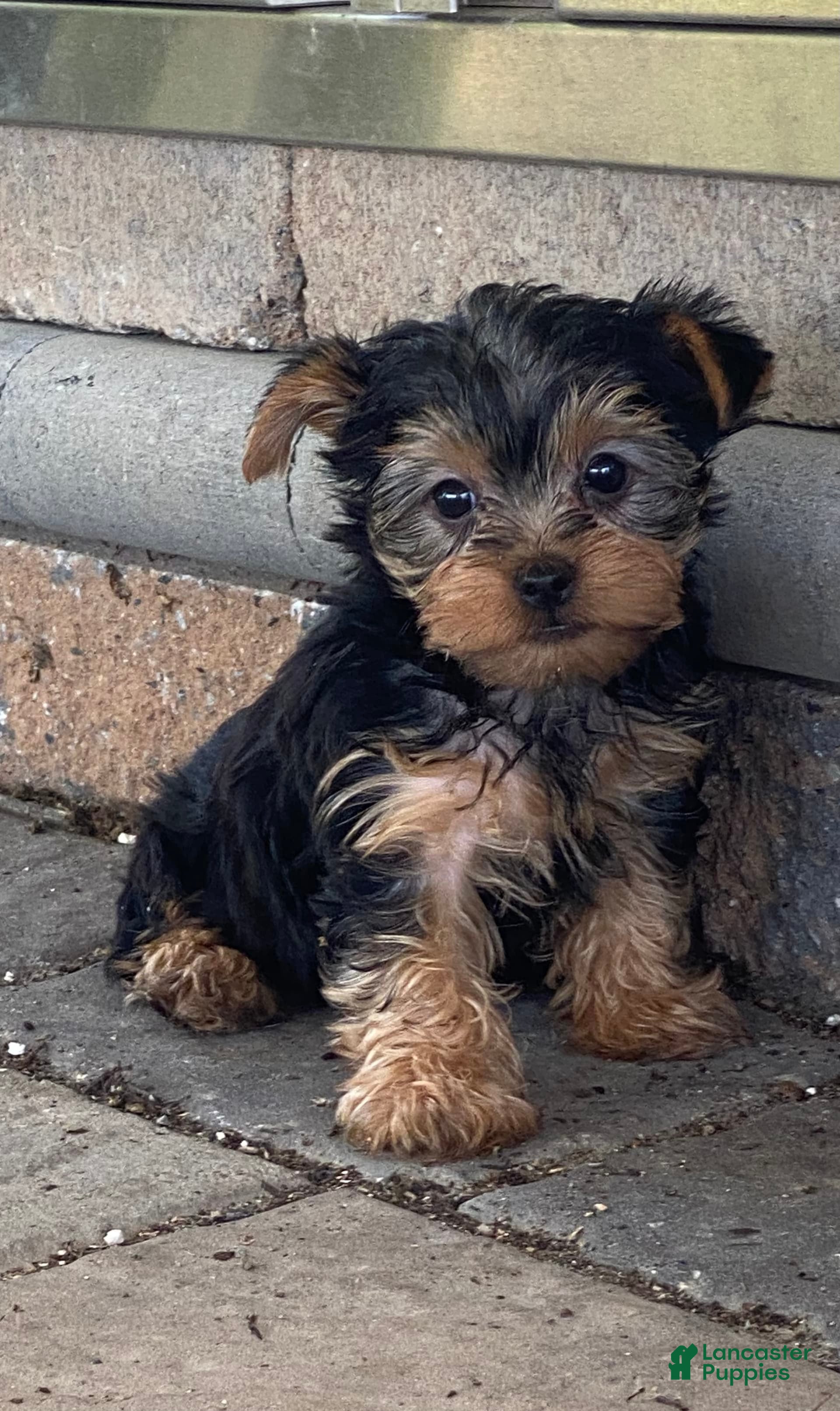 Yorkshire Terrier dogs Yogi - Ad 34
