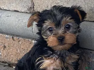 Yorkshire Terrier dogs Yogi - Ad 3