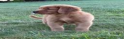 Golden Retriever dogs for sale: Rocco - Ad 5