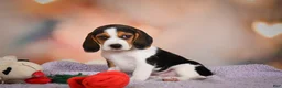 Beagle dogs for sale: OAKLY - Ad 13