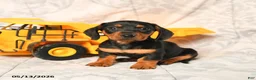 Miniature Dachshund dogs for sale: Lewis - Ad 3
