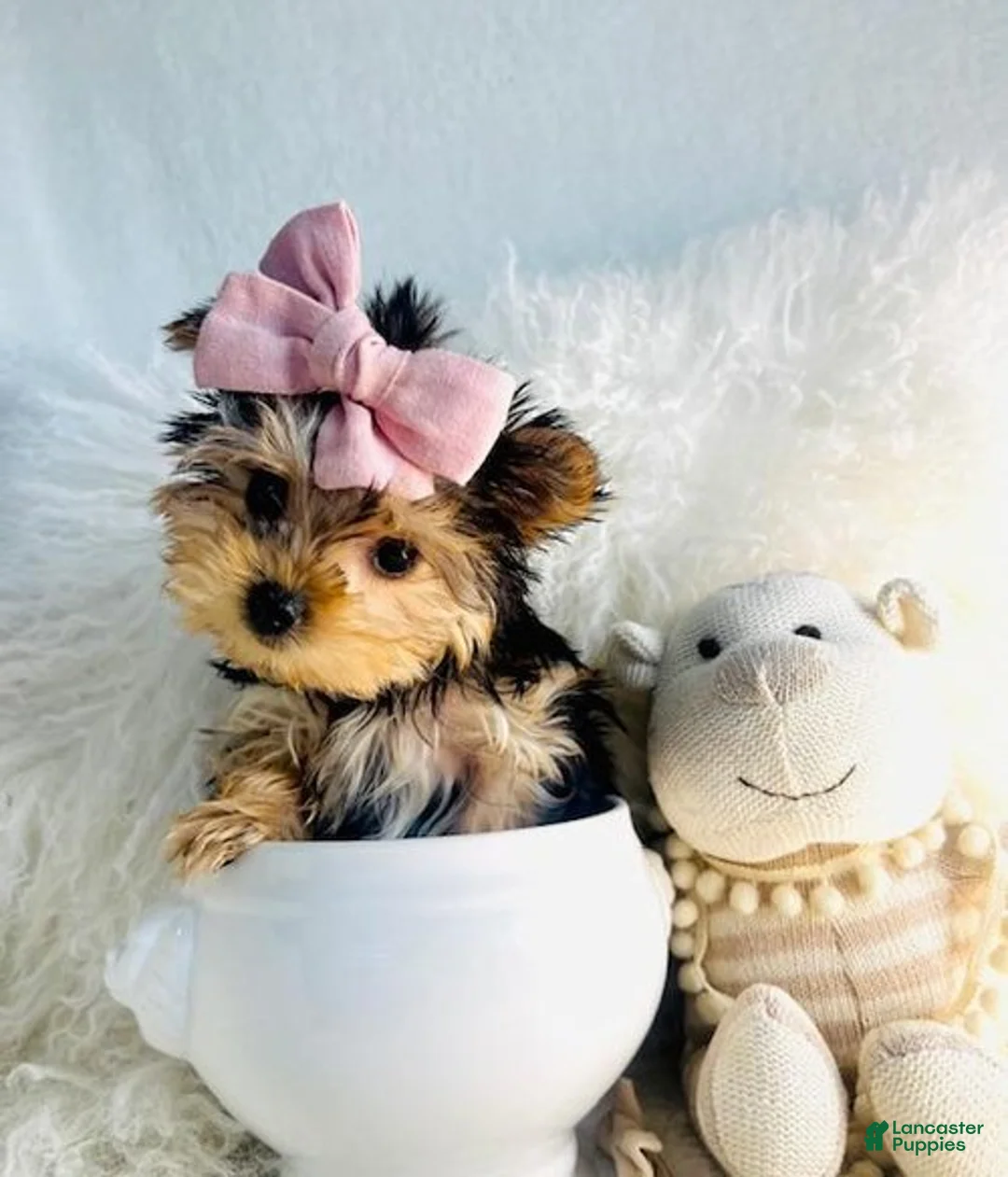 Yorkshire Terrier dogs for sale: Teacup Yorkshire Terrier 1 - Ad 1