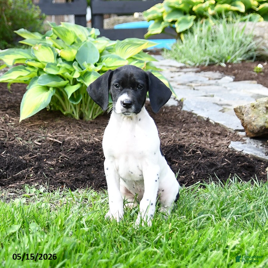 German Shorthaired Pointer dogs Pearl - Ad 2