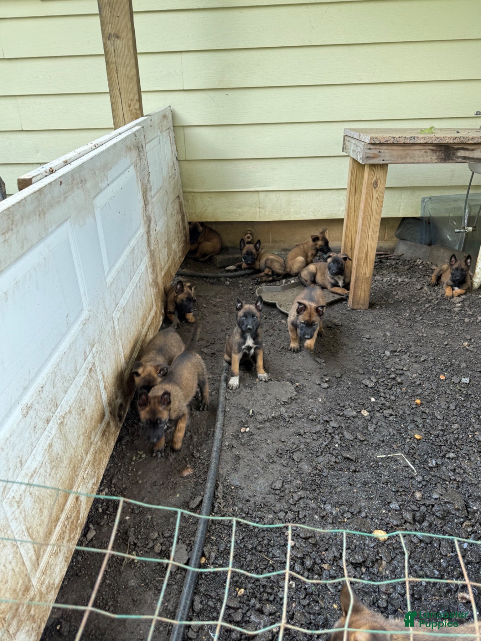 Belgian Malinois dogs Belgian Malinois 1 - Ad 1