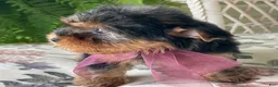 Yorkshire Terrier dogs for sale: Flo - Ad 3