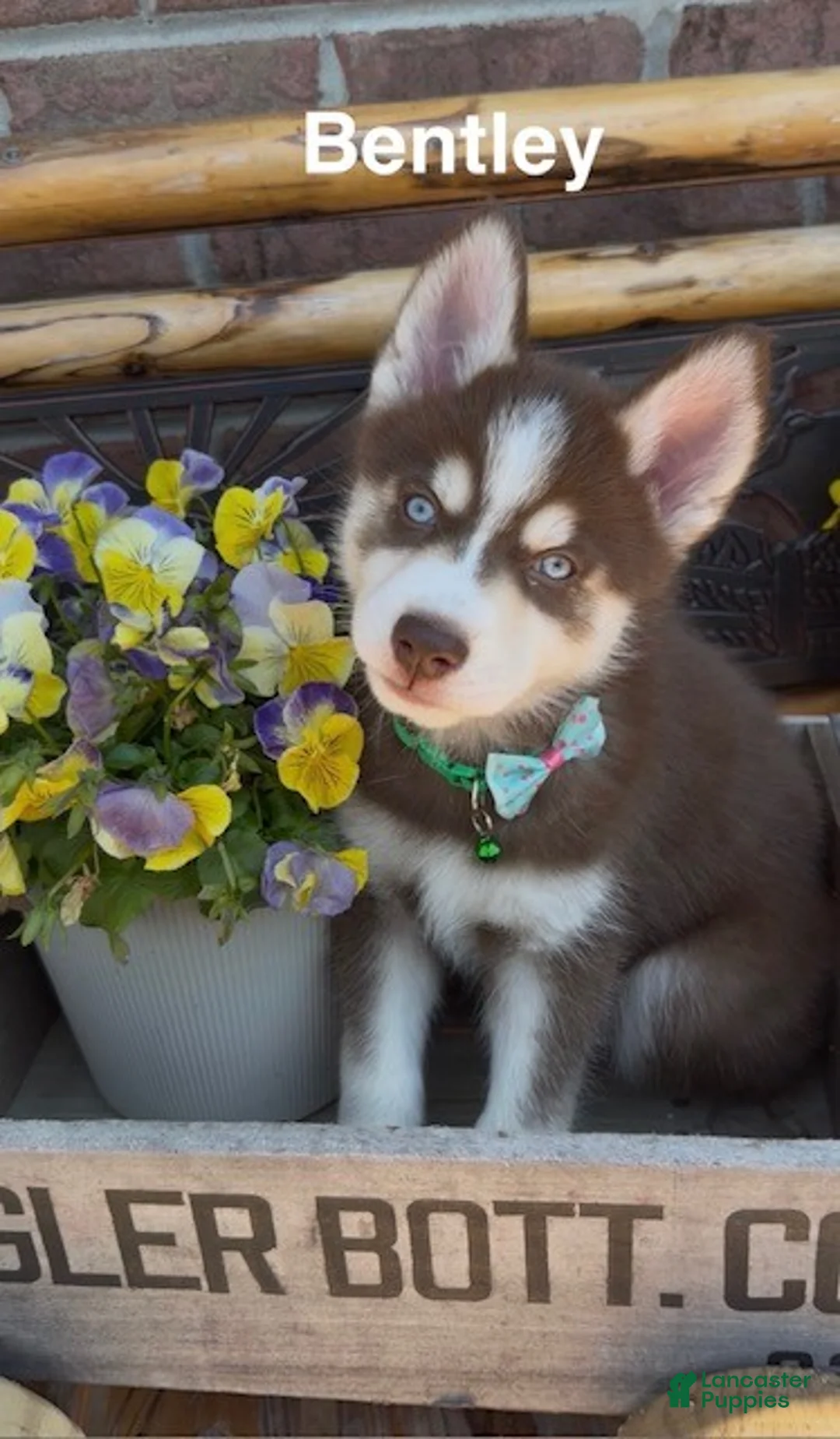 Pomsky dogs for sale: Bentley - Ad 1