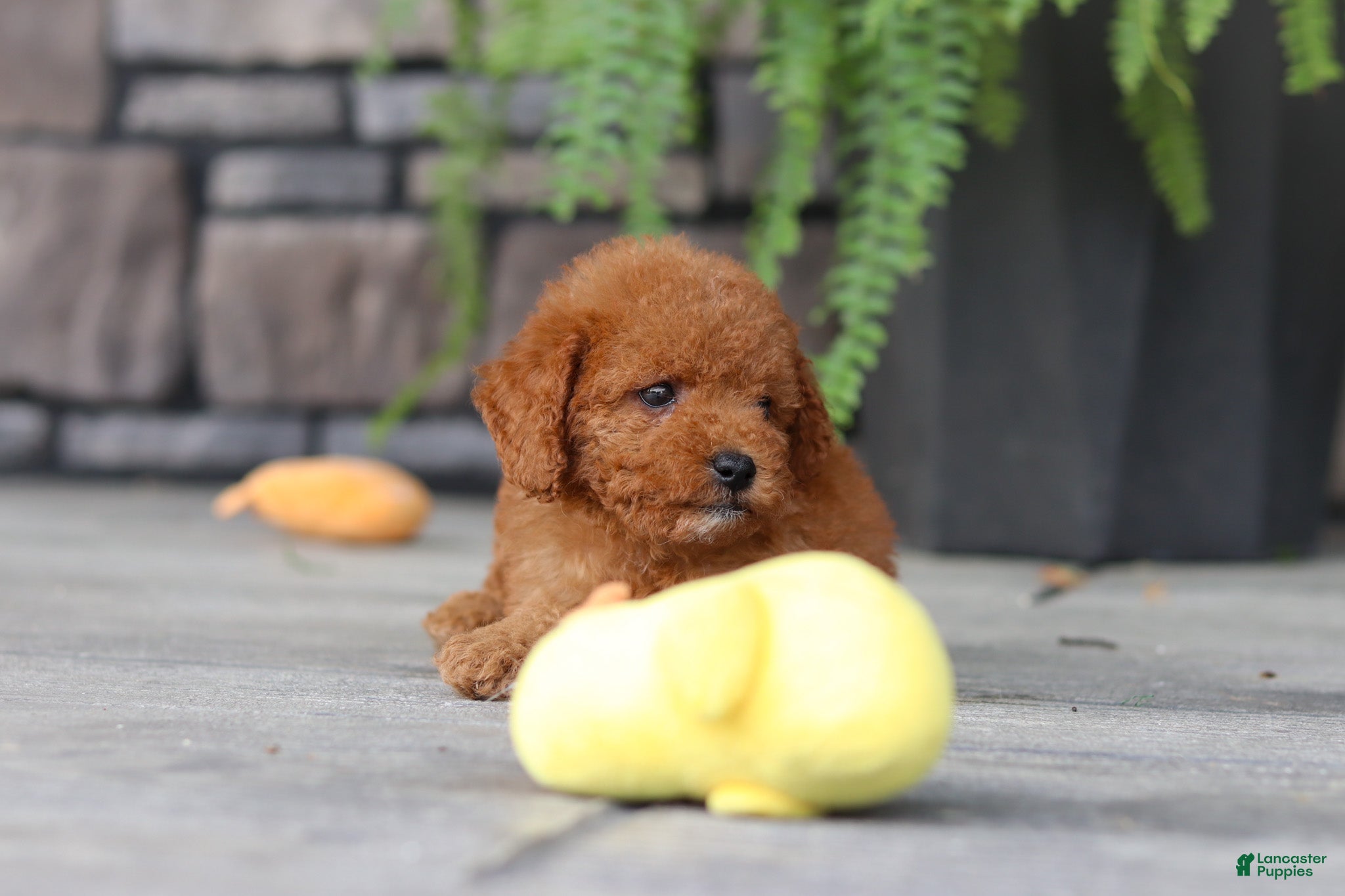 Cavapoo dogs Ace - Ad 2