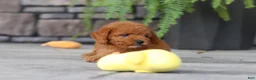 Cavapoo dogs for sale: Ace - Ad 2