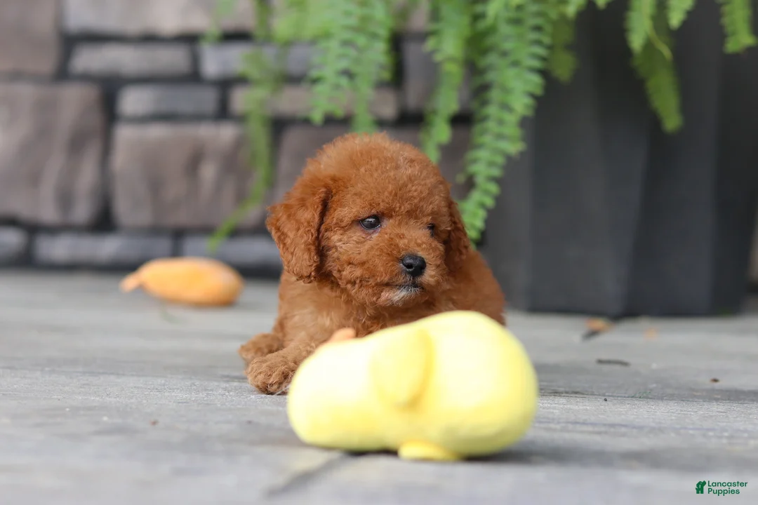 Cavapoo dogs for sale: Ace - Ad 2