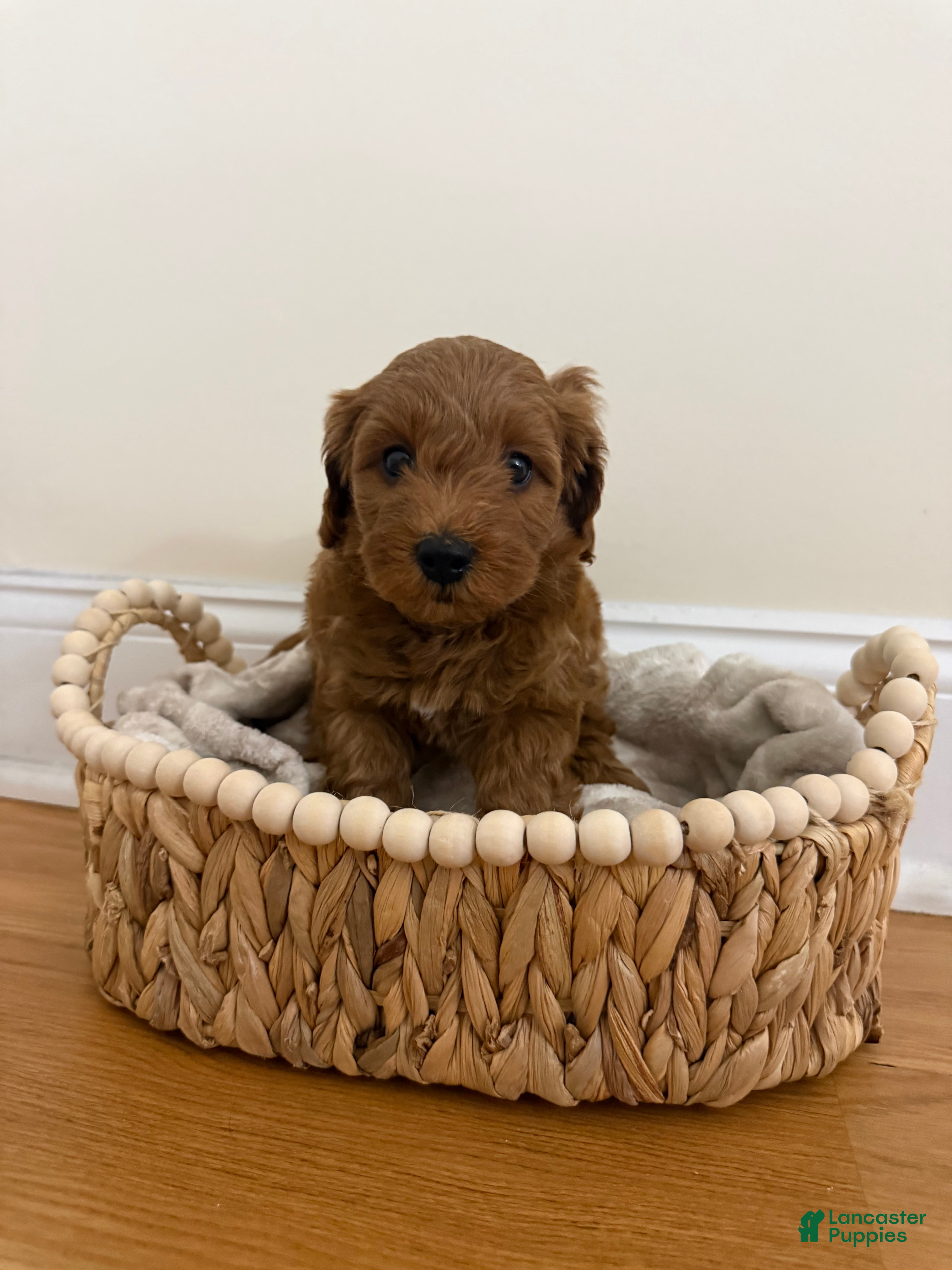 Miniature Poodle dogs Layla  - Ad 1
