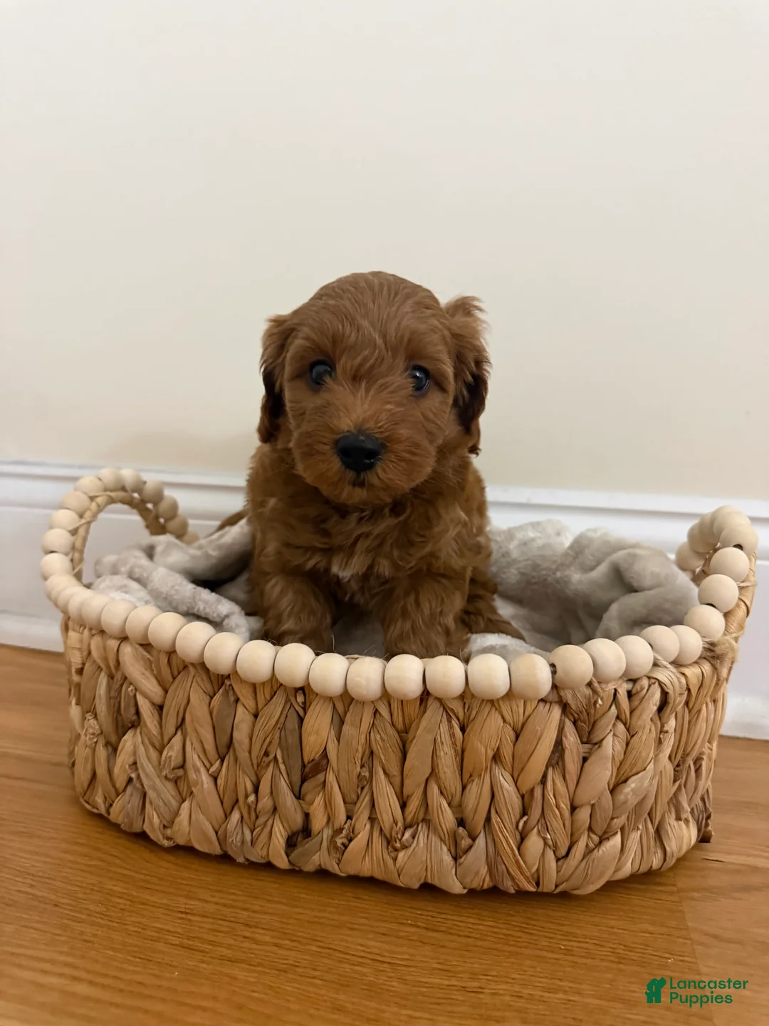 Miniature Poodle dogs for sale: Layla  - Ad 1