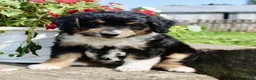 Mini Aussiedoodle dogs for sale: Lucy - Ad 4