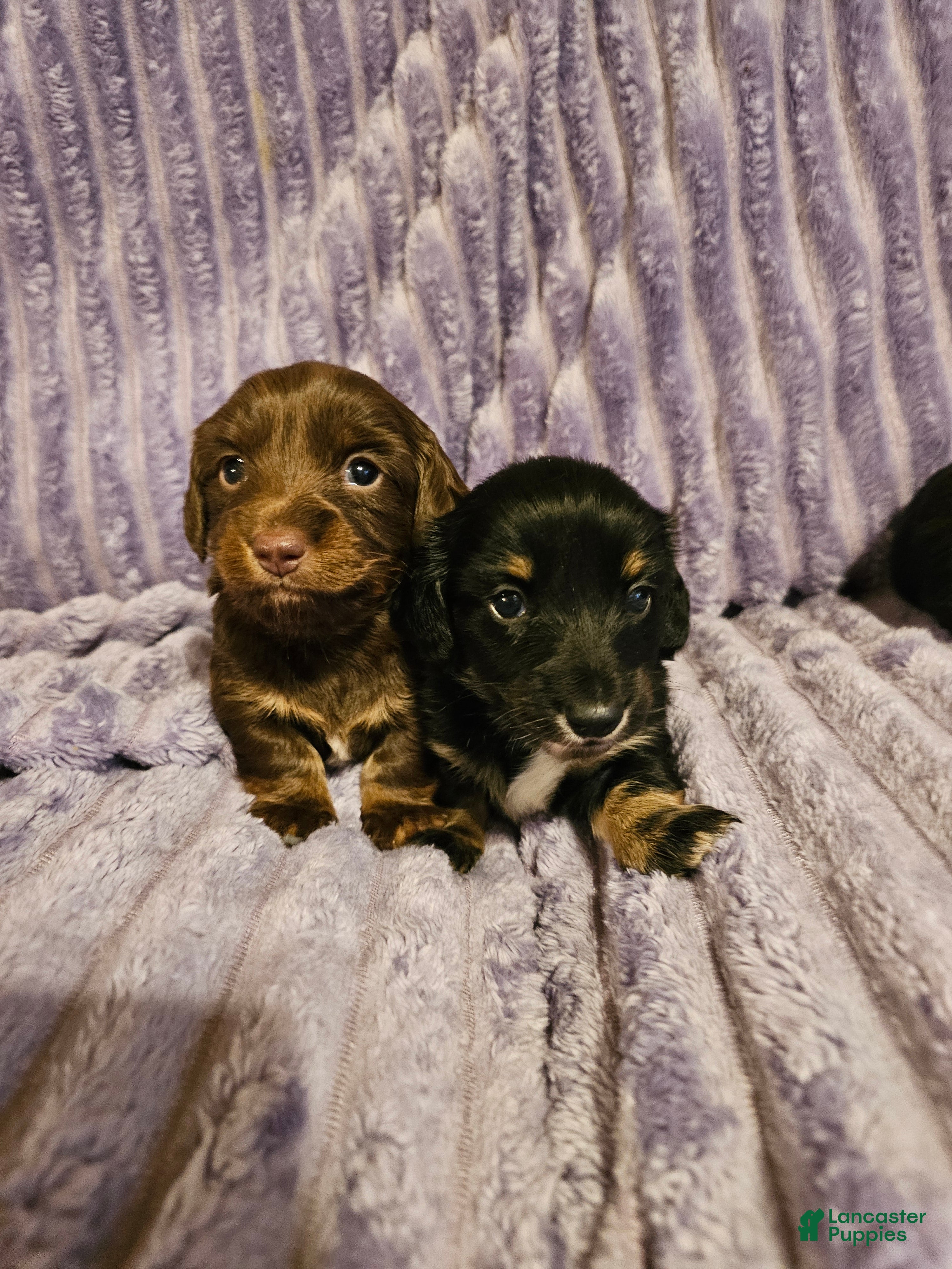 Miniature Dachshund dogs Hershey - Ad 14