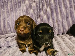 Miniature Dachshund dogs Hershey - Ad 14