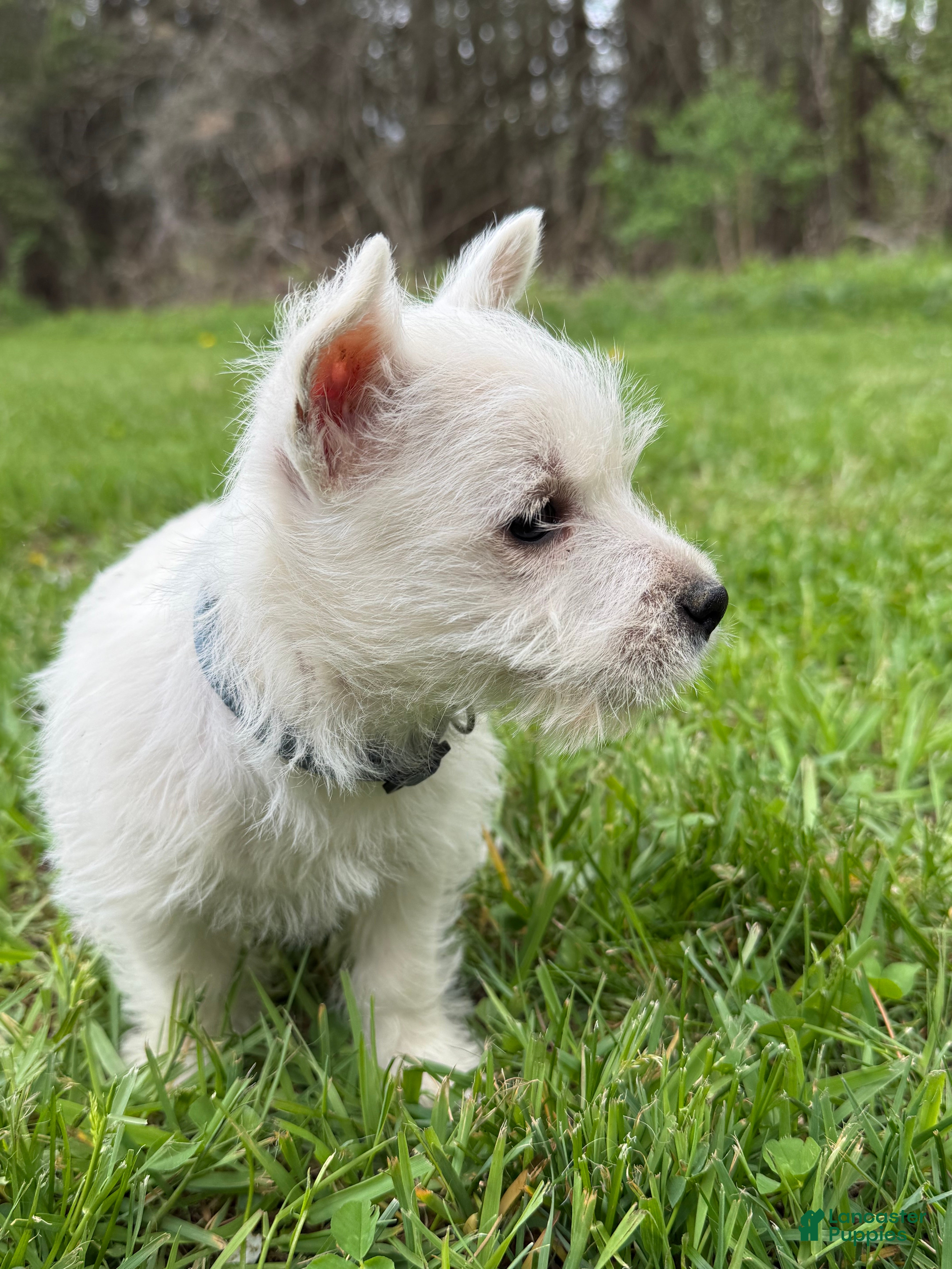 West Highland Terrier dogs West Highland Terrier Puppy 3 - Ad 2