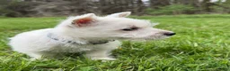 West Highland Terrier dogs for sale: West Highland Terrier Puppy 3 - Ad 2
