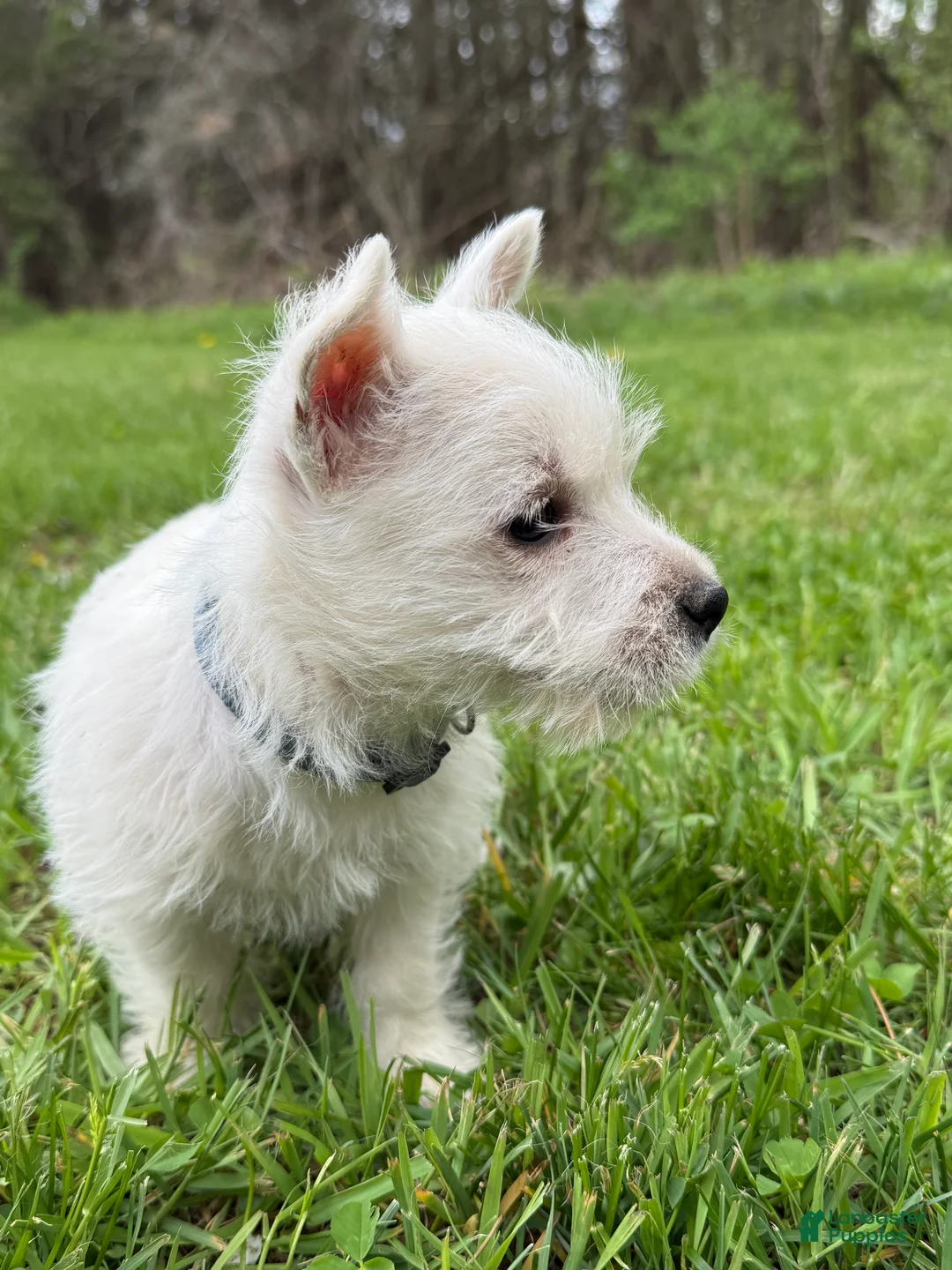 West Highland Terrier dogs for sale: West Highland Terrier Puppy 3 - Ad 2