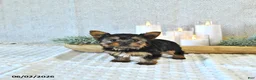Yorkshire Terrier dogs for sale: Brody Extra Small - Ad 3