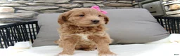 Mini Goldendoodle dogs for sale: Chloe - Ad 1