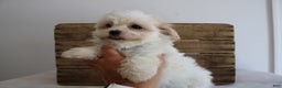 Maltipoo dogs for sale: Kassie - Ad 2