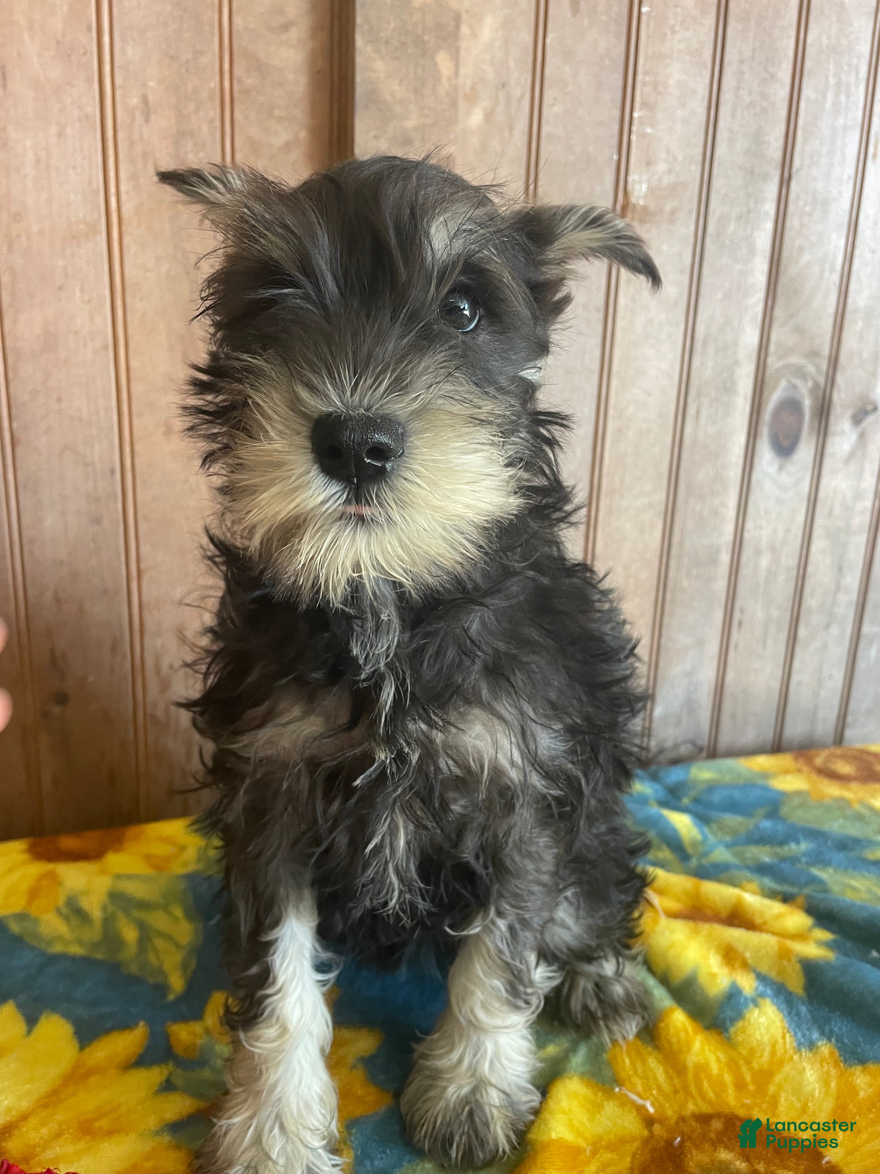 Miniature Schnauzer dogs Matilda - Ad 35