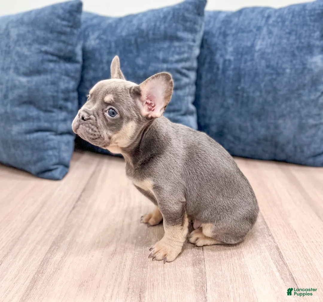 French Bulldog dogs for sale: Marco - Ad 5
