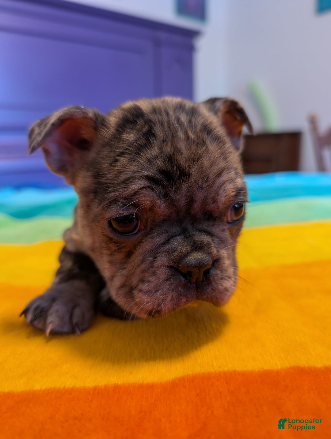Frenchton dogs for sale: Petey - Ad 6