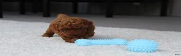 Toy Poodle dogs for sale: Anson - Ad 4