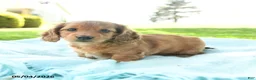 Miniature Dachshund dogs for sale: Poppy - Ad 1