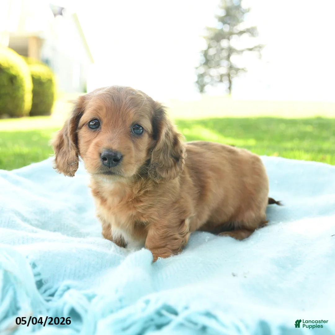 Miniature Dachshund dogs for sale: Poppy - Ad 1