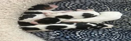 Cavalier King Charles Spaniel dogs for sale: Cavalier King Charles Spaniel 3 - Ad 6