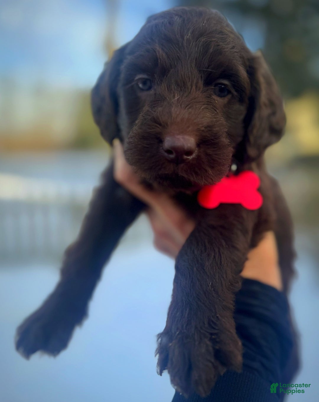 Labradoodle dogs for sale: Labradoodle Puppy 1 - Ad 12