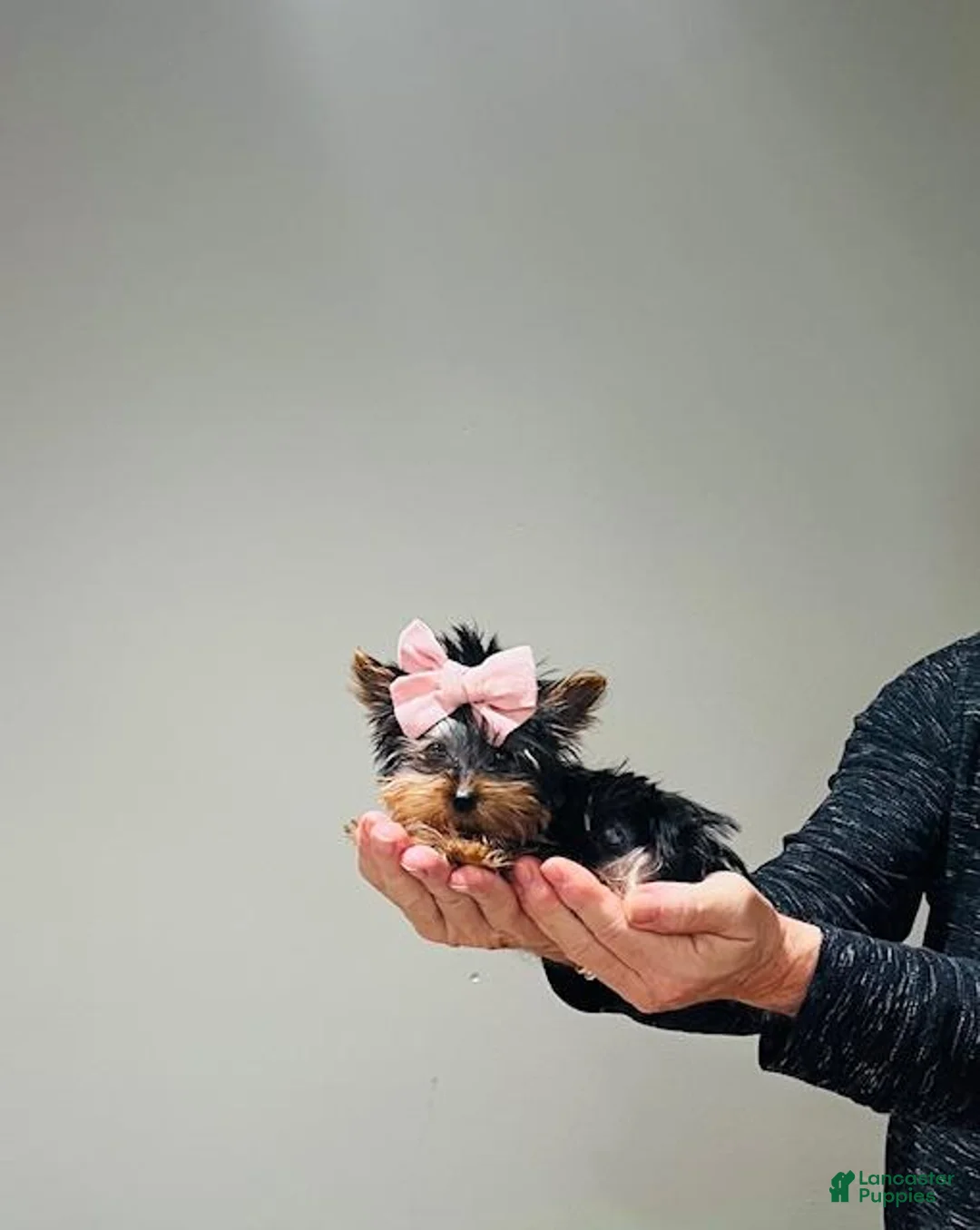 Yorkshire Terrier dogs for sale: Yorkshire Terrier 1 - Ad 4