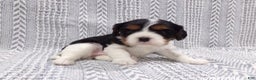 Cavalier King Charles Spaniel dogs for sale: Cavalier King Charles Spaniel Puppy 3 - Ad 8