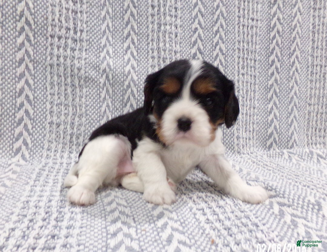 Cavalier King Charles Spaniel dogs for sale: Cavalier King Charles Spaniel Puppy 3 - Ad 8