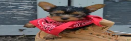 Yorkshire Terrier dogs for sale: Freddy - Ad 2