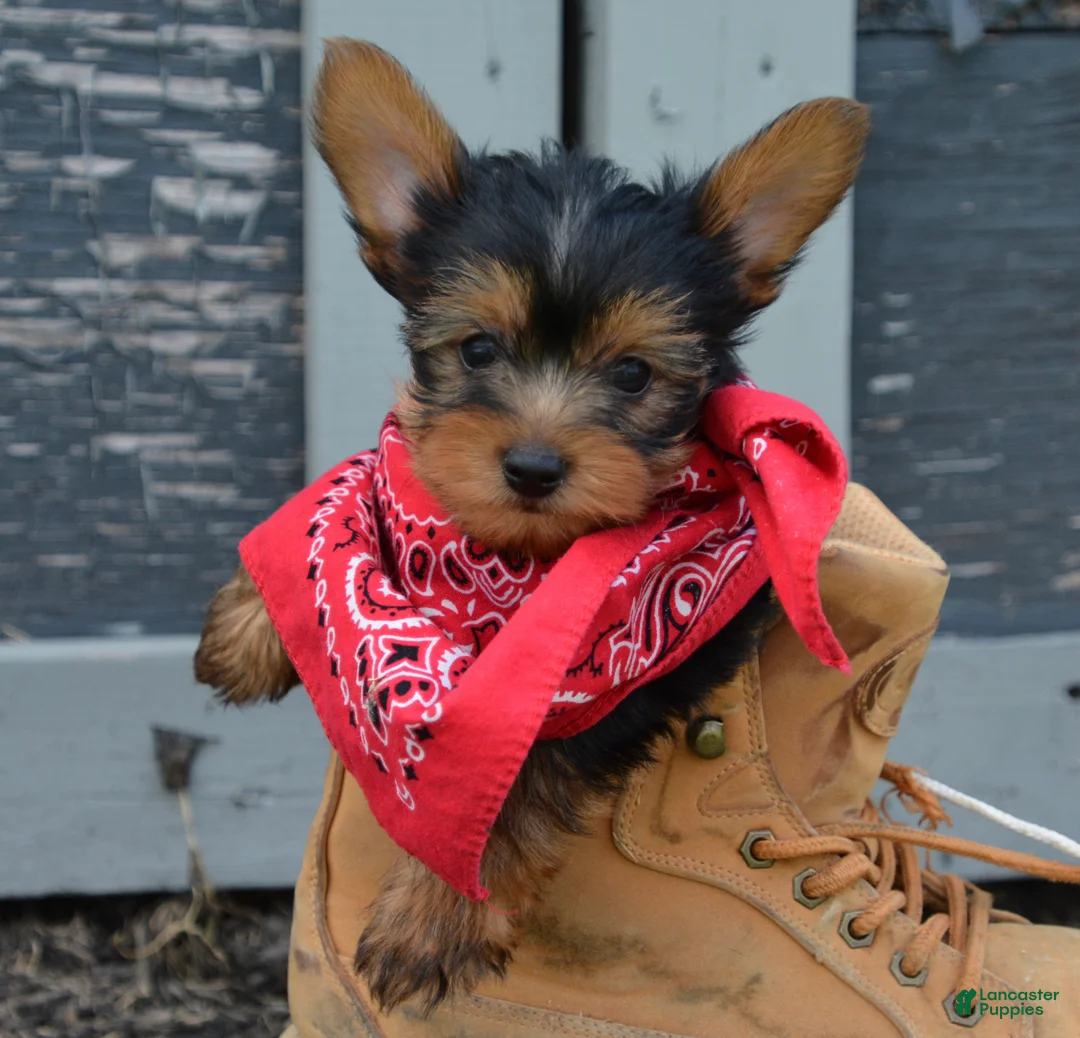 Yorkshire Terrier dogs for sale: Freddy - Ad 2