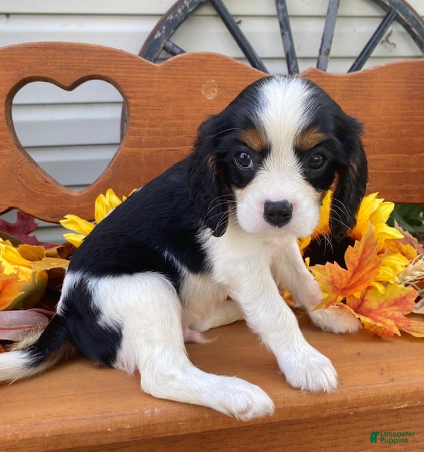 Cavalier King Charles Spaniel dogs Herbie- black tri - Ad 2