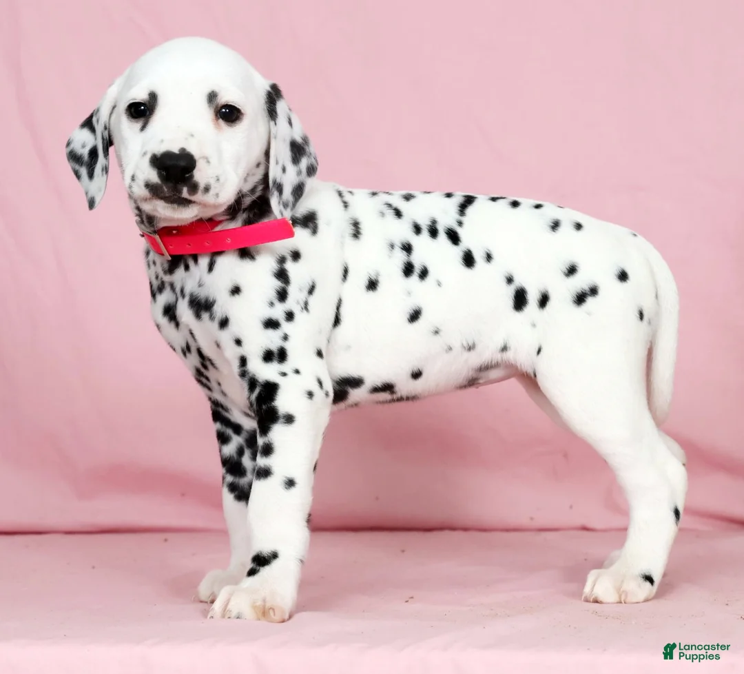 Dalmatian dogs for sale: Gracie - Ad 1