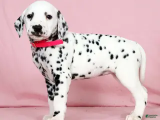 Dalmatian dogs for sale: Gracie - Ad 4