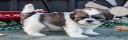Shih Tzu dogs for sale: Marco - Ad 2