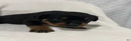 Rottweiler dogs for sale: buster - Ad 4
