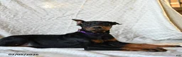 Doberman Pinscher dogs for sale: Reba - Ad 2
