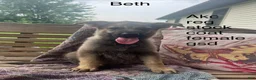 German Shepherd dogs for sale: Beth  - Ad 2