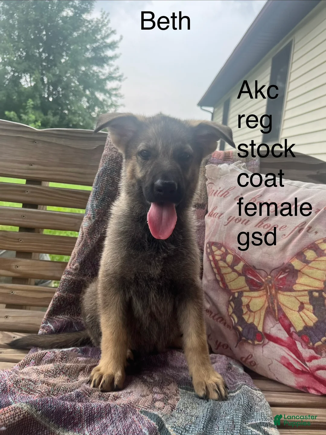 German Shepherd dogs for sale: Beth  - Ad 2