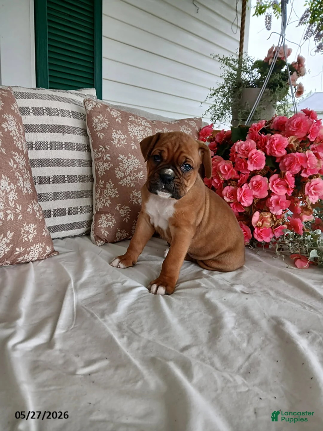 Boxer dogs for sale: Denalia - Ad 1